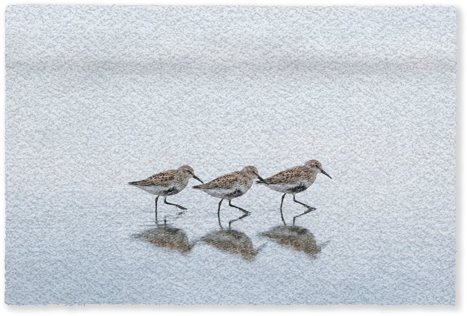MuchoWow Deurmat Vogels Grijs - Droogloopmat voor binnen - 90 x 60 cm