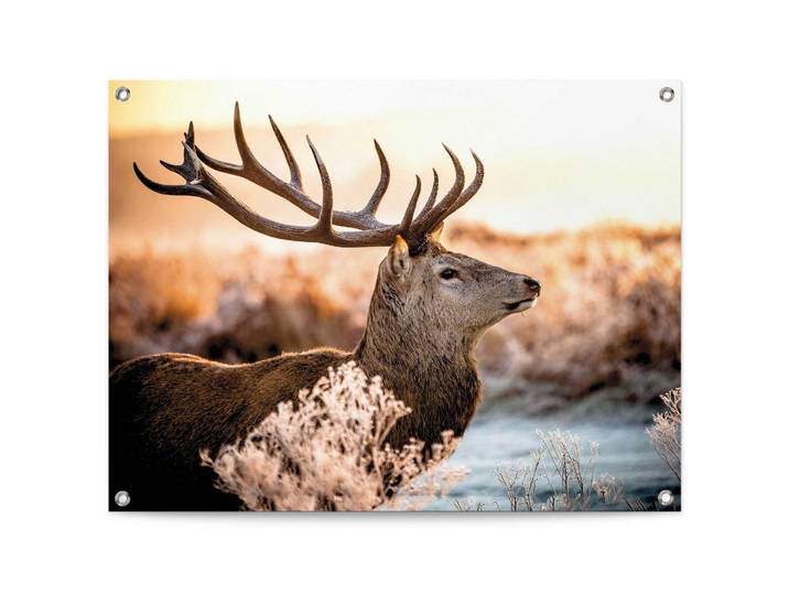 Poster REINDERS Hirsch , braun (farbe bild(er): braun), B:80cm H:60cm T:0,1cm, Leinwand, Bilder, Poster, Outdoor für Garten oder Balkon