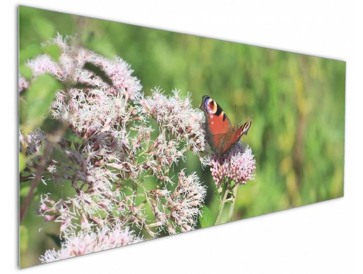 Wallario Küchenrückwand Schmetterling auf Blüte, (1-tlg)