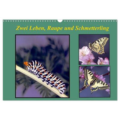 Zwei Leben, Raupe und Schmetterling (Wandkalender 2026 DIN A3 quer), CALVENDO Monatskalender