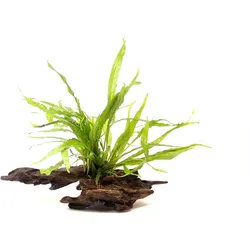 Microsorum pteropus 16 x 6 x 20 Centimeter Wurzel