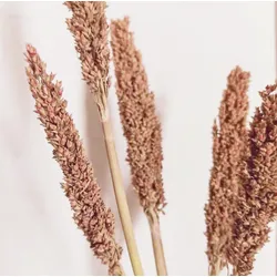Cantal Grass Bunch - Rust