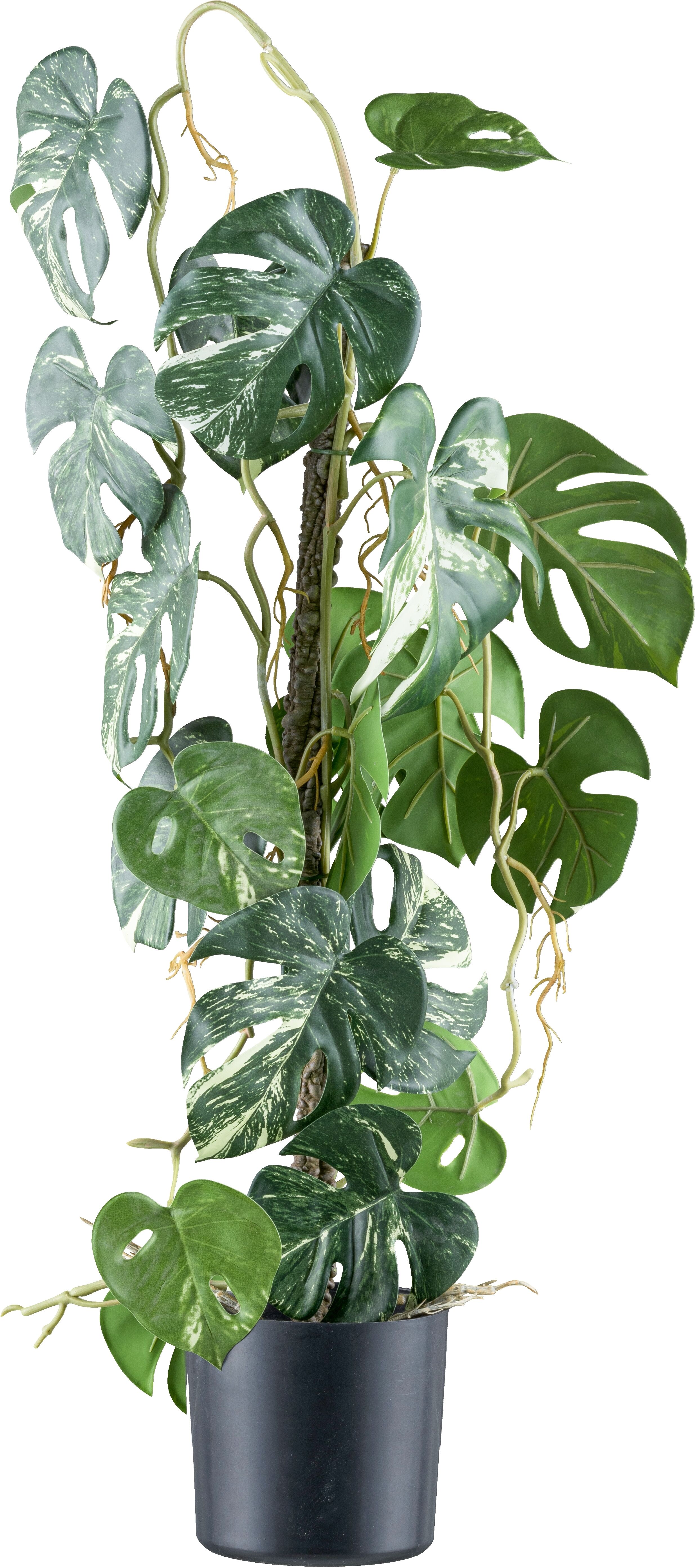 Kunstpflanze CREATIV GREEN "Philodendron varigata", grün (grünweiß), H:66cm, Kunststoff, Kunstpflanzen, Kunstpflanze, mit verschlungenem Stamm