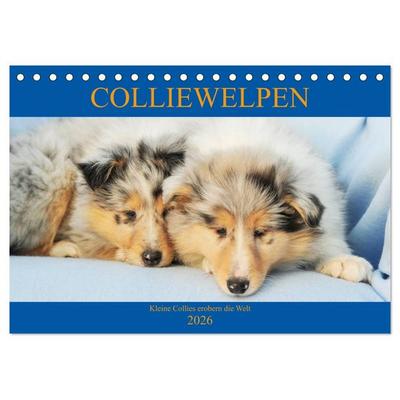 Colliewelpen - kleine Collies erobern die Welt (Tischkalender 2026 DIN A5 quer), CALVENDO Monatskalender