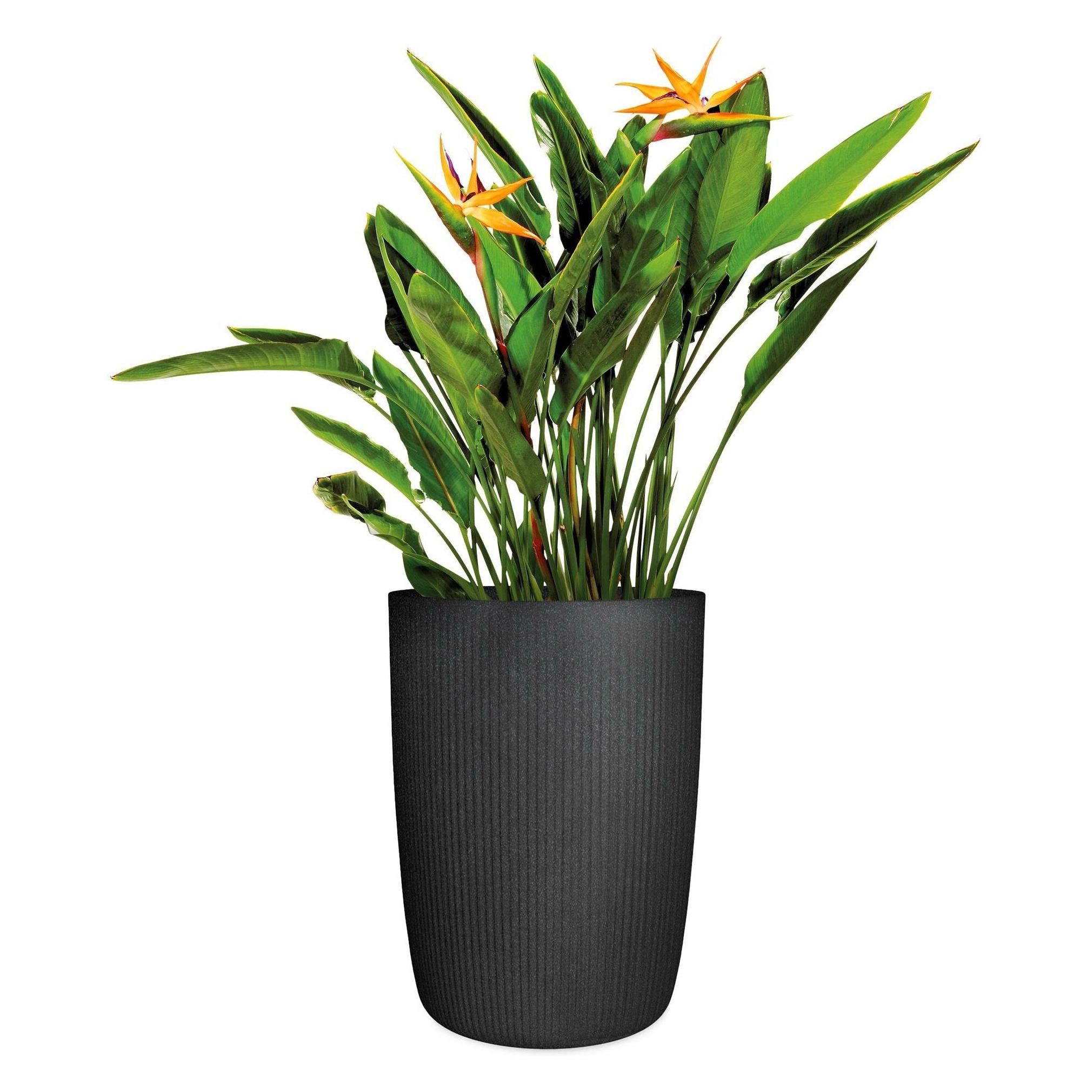 Scheurich Linetto High 21.3 l Schwarz (28.60 x 39.90 cm) (69238)