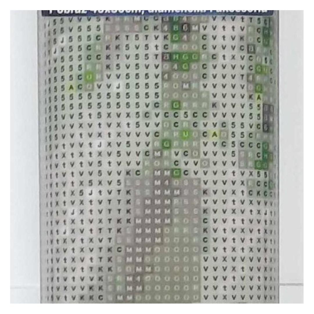 Norimpex Diamantmosaik - Pferd im Wald (1009429)