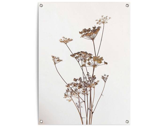 Poster REINDERS Bärenkralle , beige (farbe bild(er): beige), B:60cm H:80cm T:0,1cm, Bilder, Poster, Garten - Natur - Beige - Leinwand - Blumen und Pflanzen - 60x80 cm