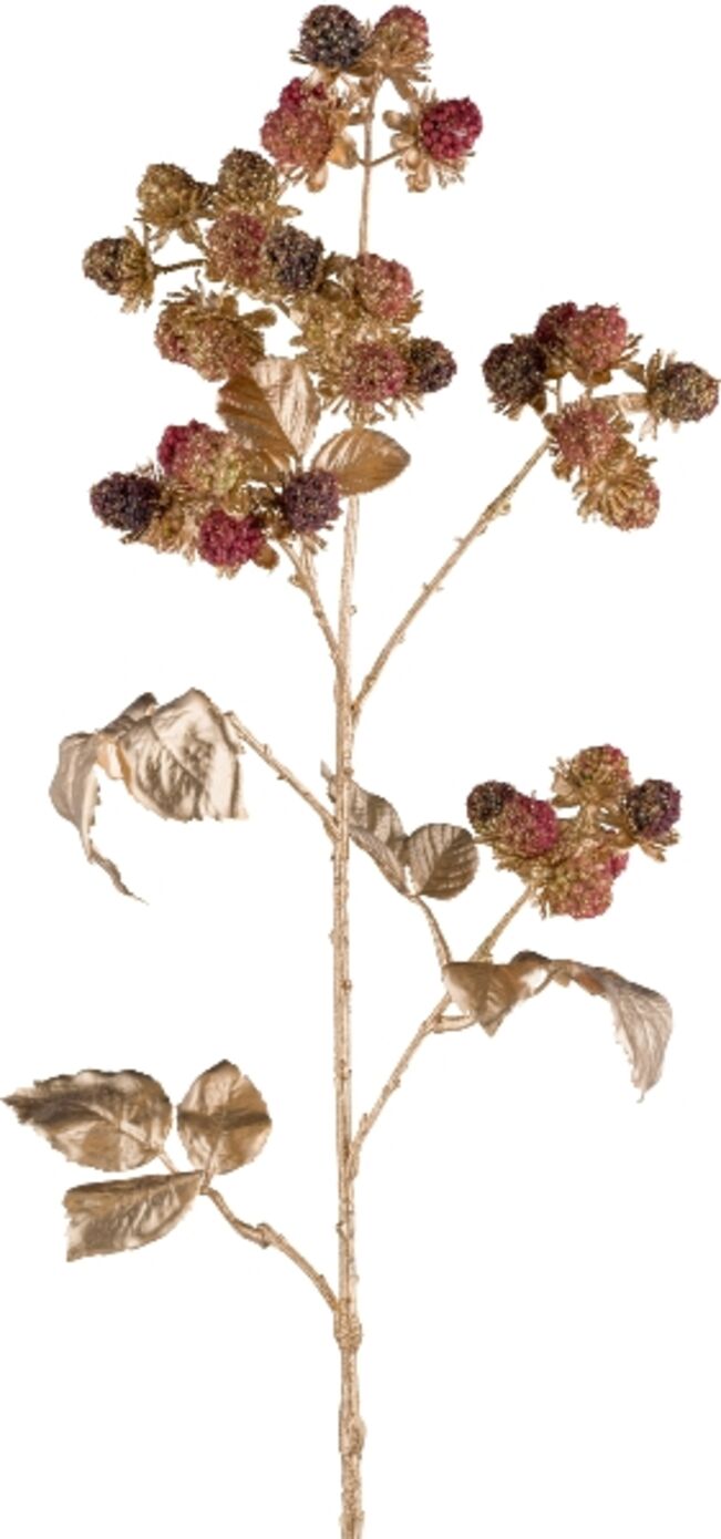 Gasper Brombeere, Gold  Gold