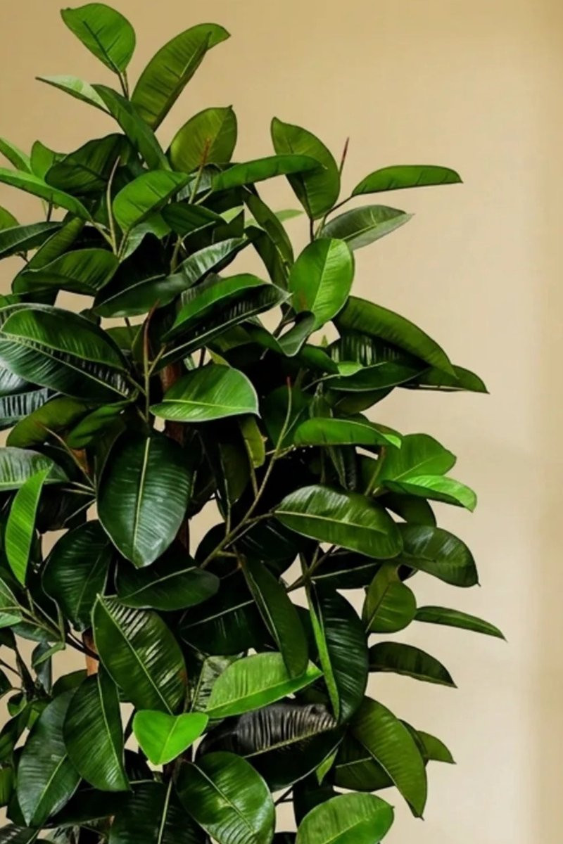 Ficus Kunstplant Elastica 180cm