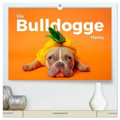Die Bulldogge Henry (hochwertiger Premium Wandkalender 2026 DIN A2 quer), Kunstdruck in Hochglanz