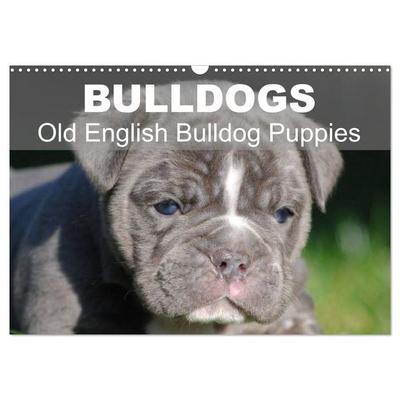 Bulldogs - Old English Bulldog Puppies (Wall Calendar 2027 DIN A3 landscape), CALVENDO 12 Month Wall Calendar