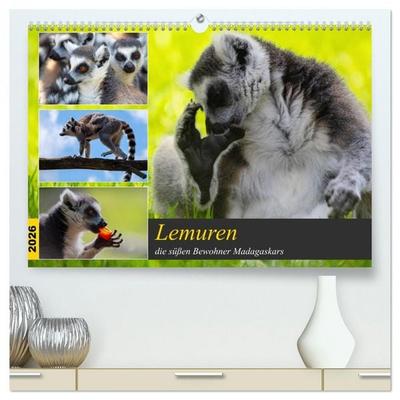 Lemuren die süßen Bewohner Madagaskars (hochwertiger Premium Wandkalender 2026 DIN A2 quer), Kunstdruck in Hochglanz