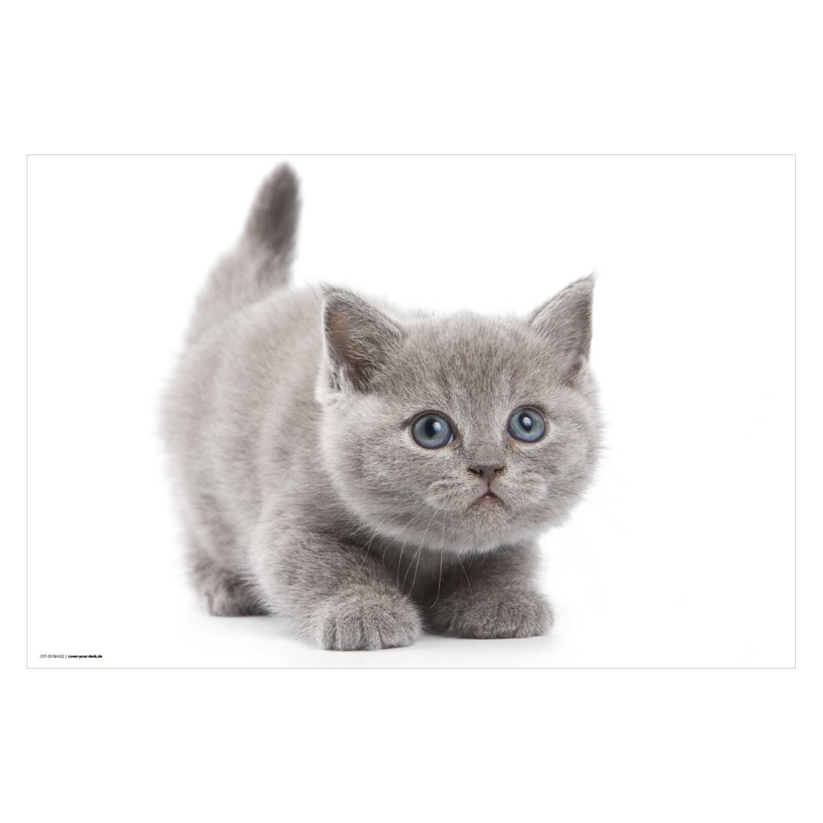 CoverYourDesk Schreibtischunterlage Süsse graue Katze (21557416)