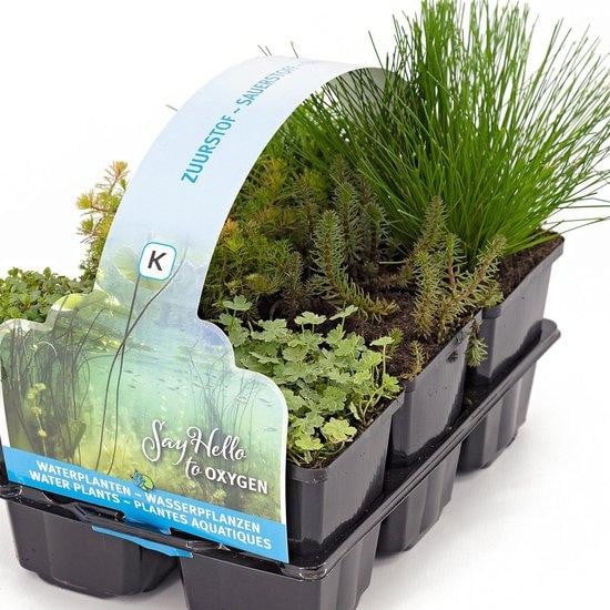Moerings Zuurstof Vijverplanten Mix in Thema Sixpack