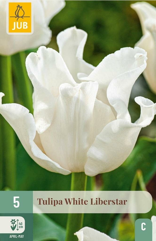 Jub Tulp White Liberstar 5 tulpenbollen