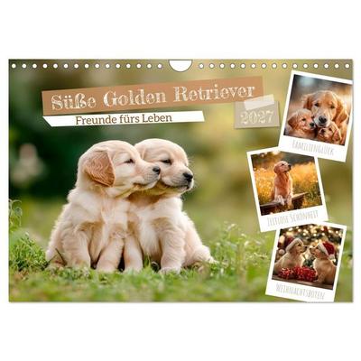 Süße Golden Retriever - Freunde fürs Leben (Wandkalender 2027 DIN A4 quer), CALVENDO Monatskalender