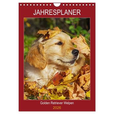 Jahresplaner Golden Retriever Welpen (Wandkalender 2026 DIN A4 hoch), CALVENDO Monatskalender