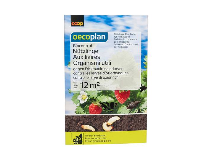 Oecoplan Biocontrol Nützlinge gegen Dickmaulrüssellarven