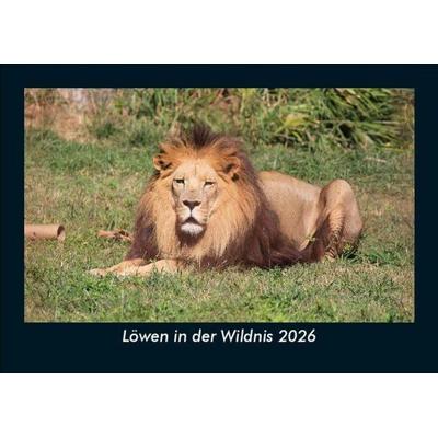 Löwen in der Wildnis 2026 Fotokalender DIN A5