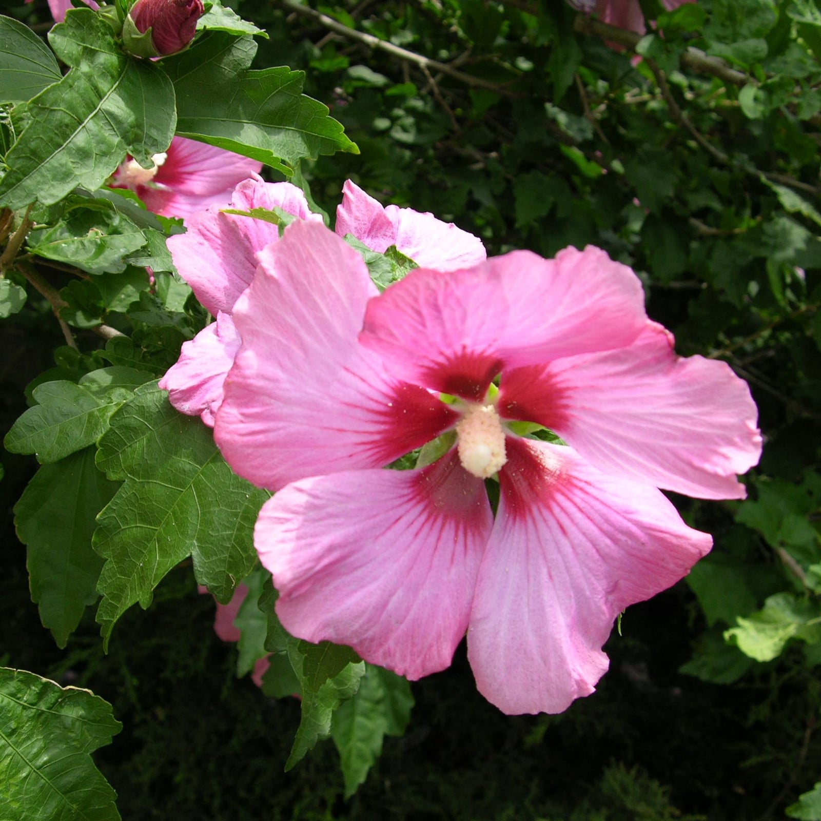 2 x Tuinhibiscus Hibiscus syriacus Woodbridge 40-60 cm in pot van Arborix
