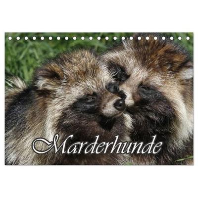 Marderhunde (Tischkalender 2027 DIN A5 quer), CALVENDO Monatskalender