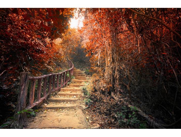 Fototapete PAPERMOON Treppe durch Wald , bunt, B:2m L:1,49m, Vlies, Tapeten, Fototapete
