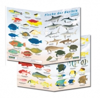 Fischfaltblatt Karibik