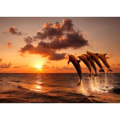 Fototapete PAPERMOON "Sunset Jumping Dolphins", bunt, B:2,5m L:1,86m, Vlies, Tapeten