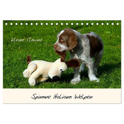 Spinone Italiano Welpen - Kleine Clowns (Tischkalender 2027 DIN A5 quer), CALVENDO Monatskalender