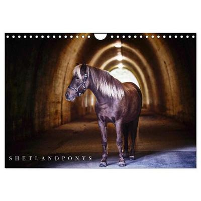 Shetlandpony Kalender (Wandkalender 2026 DIN A4 quer), CALVENDO Monatskalender