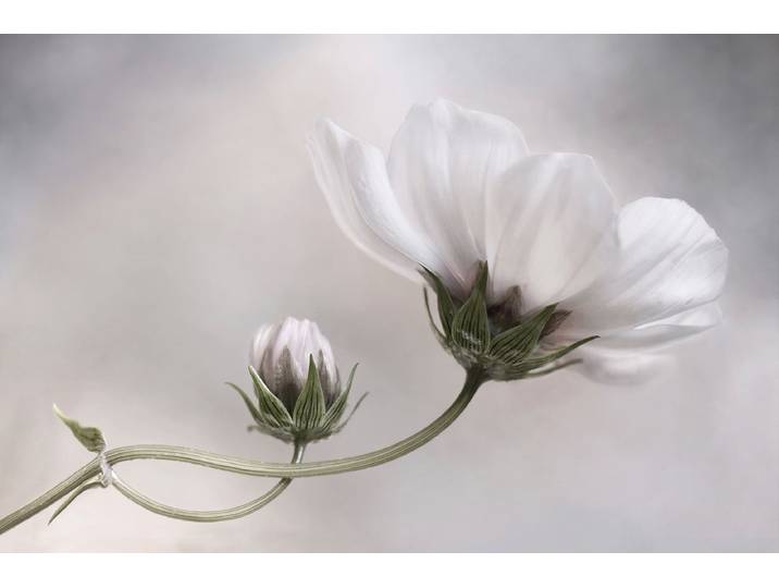 Fototapete PAPERMOON Photo-Art MANDY DISHER, EINFACH KOSMOS , bunt, B:2m L:1,49m, Vlies, Tapeten, Fototapete