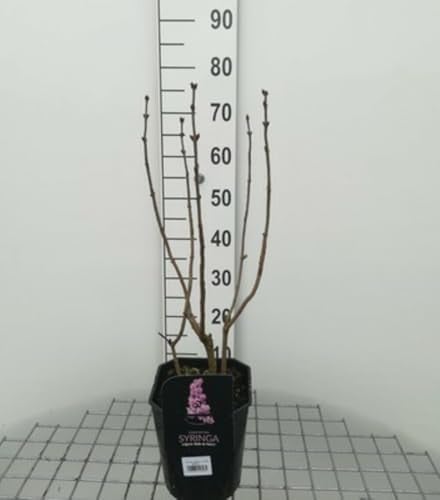 2 x Syringa vulg. Belle de Nancy Gewone Sering in pot, 50-60 cm