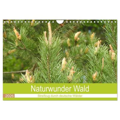 Naturwunder Wald (Wandkalender 2026 DIN A4 quer), CALVENDO Monatskalender