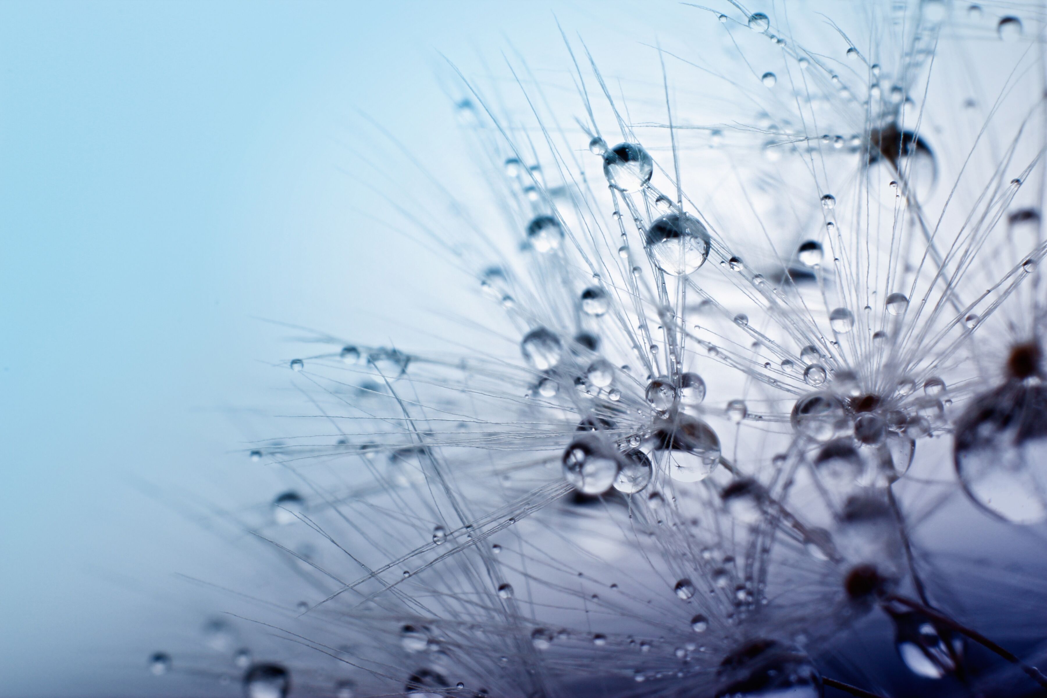 Fototapete PAPERMOON "Seeds with Water Drops", bunt, B:5m L:2,8m, Vlies, Tapeten, Fototapete bunt B/L: 5m x 2,8m, Bahnen: 10 Stk.