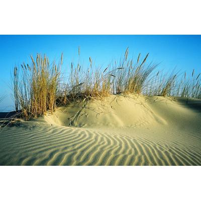 Fototapete PAPERMOON "DÜNEN-STRAND MEER SEE OZEAN SAND GRAS NORDSEE OSTSEE", bunt, B:4m L:2,6m, Vlies, Tapeten