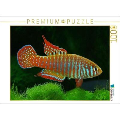 CALVENDO Puzzle Simpsonichthys zonatus BRASILIEN | 1000 Teile Lege-Größe 64x48cm Foto-Puzzle für glückliche Stunden