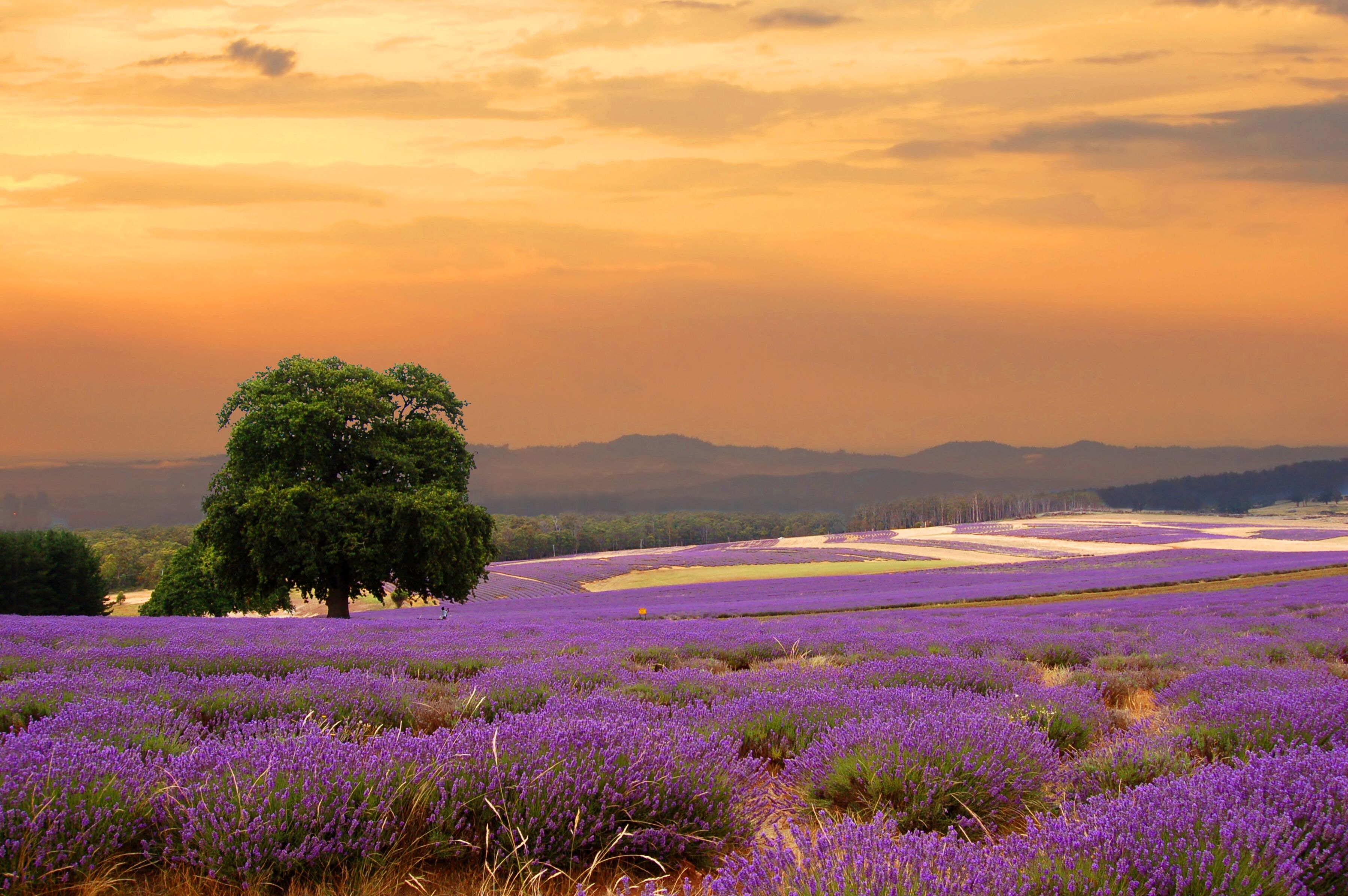 Fototapete PAPERMOON "Lavender Field", bunt, B:2m L:1,49m, Vlies, Tapeten, Fototapete bunt B/L: 2m x 1,49m, Bahnen: 4 Stk.
