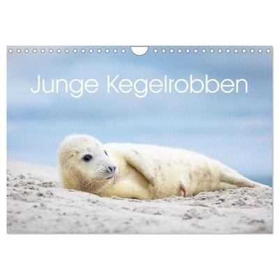 Junge Kegelrobben (Wandkalender 2027 DIN A4 quer), CALVENDO Monatskalender