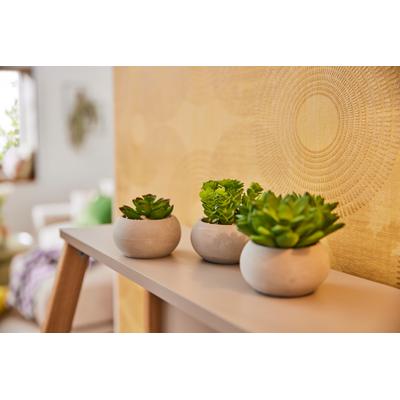 Kunstpflanze CREATIV GREEN "Sukkulenten", grün, 3 Stk., Kunststoff, Kunstpflanzen, Kunstpflanze