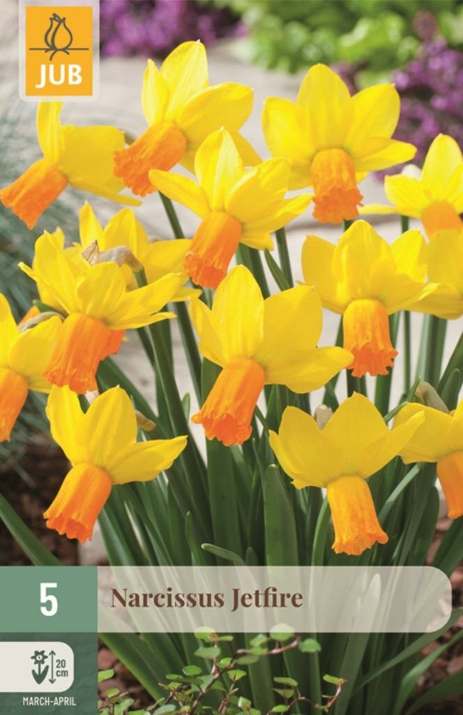 Narcis Jetfire 5 bollen