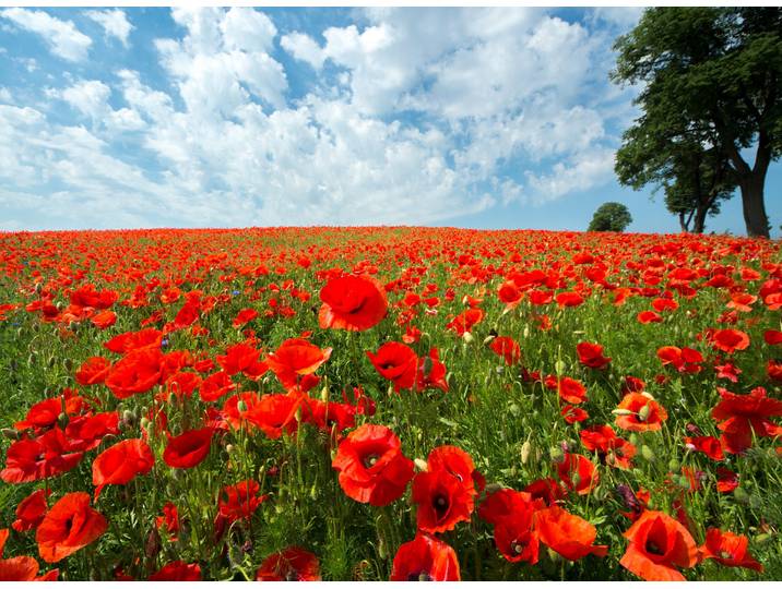 Fototapete PAPERMOON Red Poppy Field , bunt, B:3m L:2,23m, Vlies, Tapeten, Fototapete