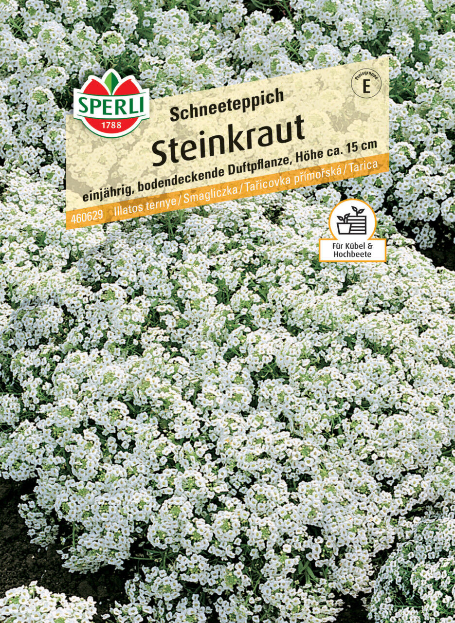 Sperli Steinkraut Schneeteppich