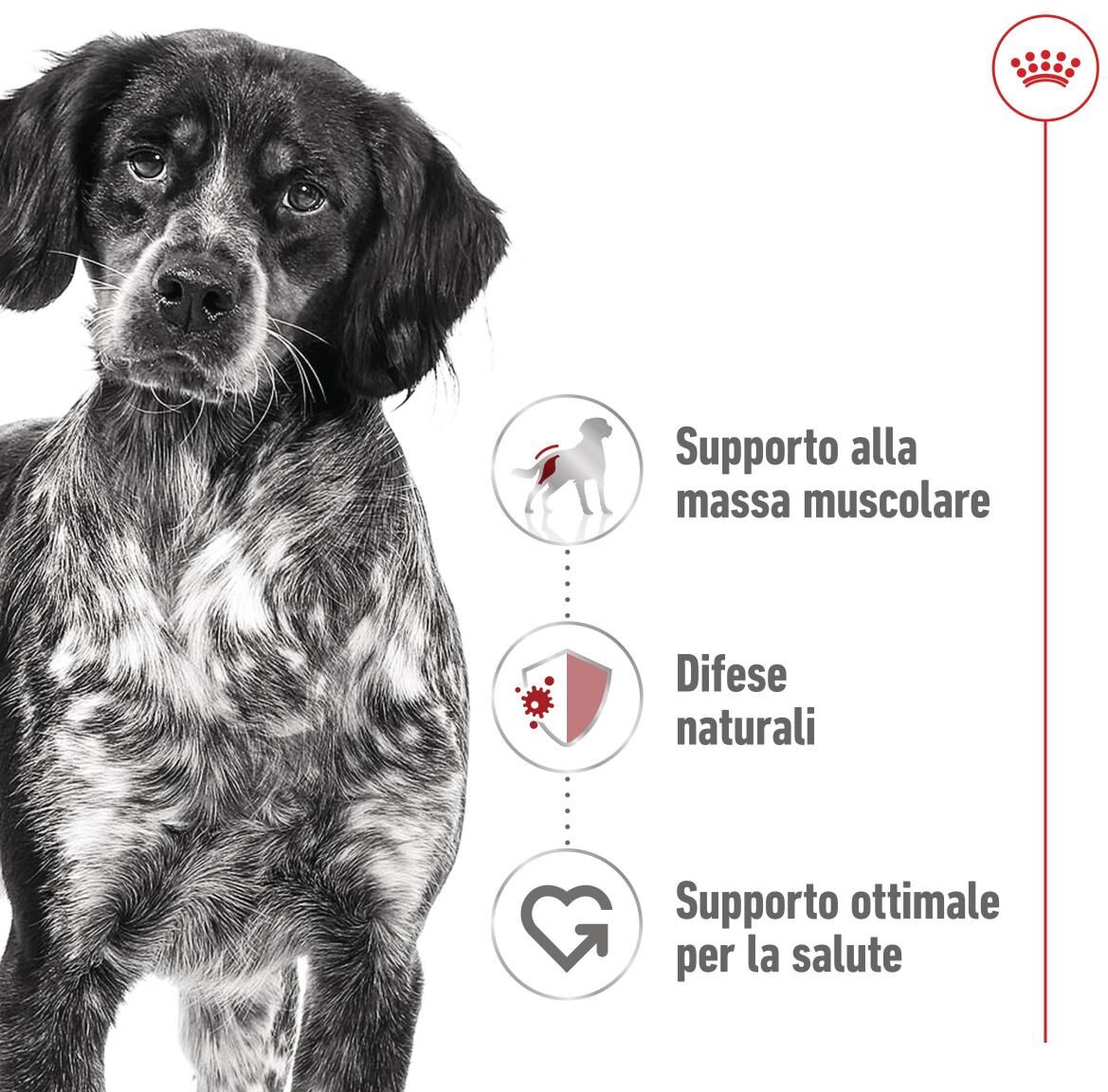 Royal Canin Medium Adult Lattina 410G CARNI
