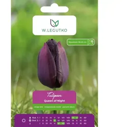 Tulpe „Queen of Night“, 5 Stück