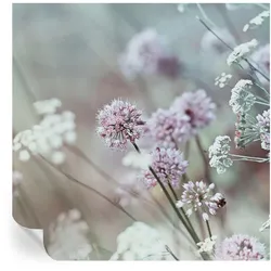 FOTOTAPETE 250x250 cm - Wildblumen