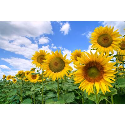 Fototapete PAPERMOON "Sunflower Field", bunt, B:5m L:2,8m, Vlies, Tapeten