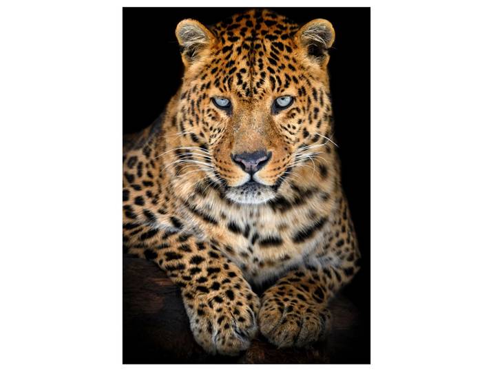 Acrylglasbild Leo mit Stahlblauem Blick image LAND