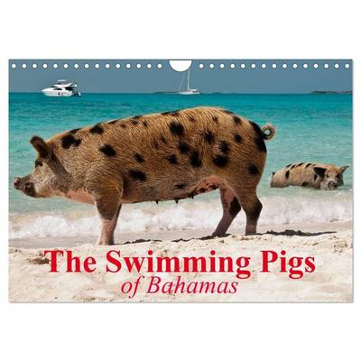 The Swimming Pigs of Bahamas (Wall Calendar 2027 DIN A4 landscape), CALVENDO 12 Month Wall Calendar