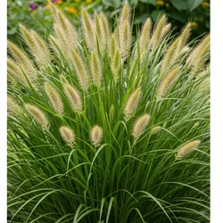 Japanisches Federgras – Pennisetum alopecuroides 'Hameln' P9