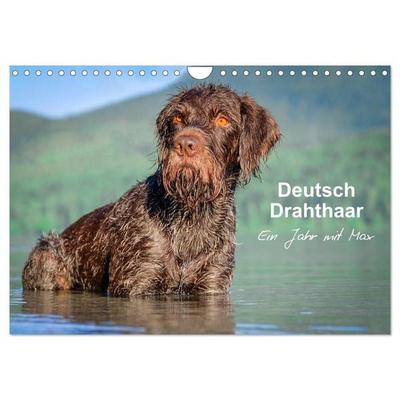 Deutsch Drahthaar - Ein Jahr mit Max (Wandkalender 2026 DIN A4 quer), CALVENDO Monatskalender